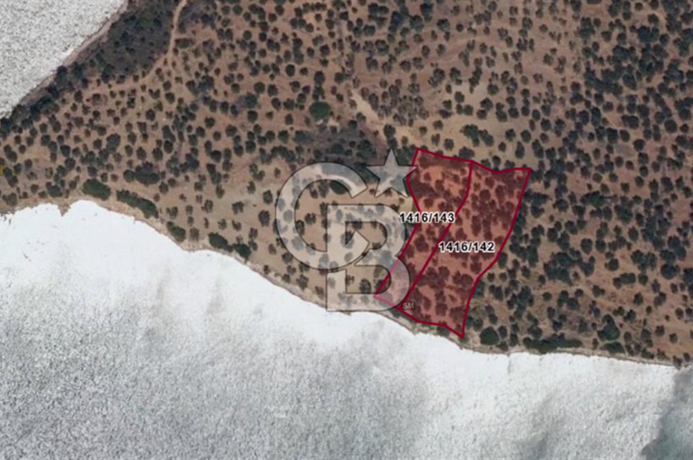 Cunda Adasında Denize Sıfır Zeytinlik