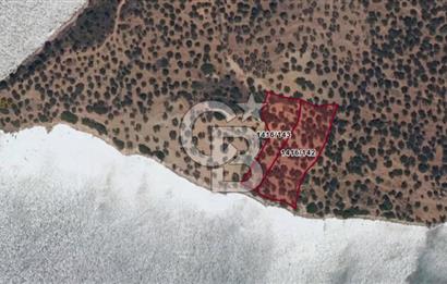 Cunda Adasında Denize Sıfır Zeytinlik