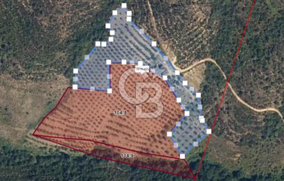 BURSA GEMLİK BÜYÜKKUMLA DA DENİZ GÖREN AVANTAJLI SATILIK TARLA