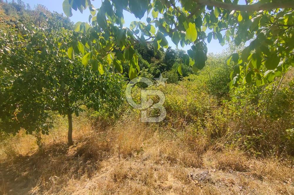 BURSA GEMLİK BÜYÜKKUMLA DA DENİZ GÖREN AVANTAJLI SATILIK TARLA