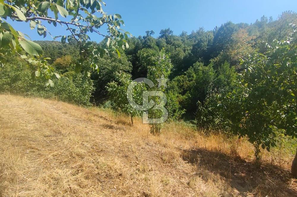 BURSA GEMLİK BÜYÜKKUMLA DA DENİZ GÖREN AVANTAJLI SATILIK TARLA