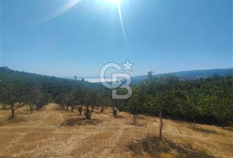 BURSA GEMLİK BÜYÜKKUMLA DA DENİZ GÖREN AVANTAJLI SATILIK TARLA