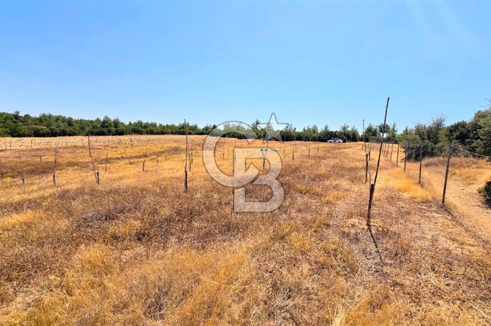 Uşak Büyükkayalı'da 4006 M² Tel Örgü İle Çevrili Satılık Arazi