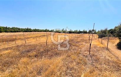 Uşak Büyükkayalı'da 4006 M² Tel Örgü İle Çevrili Satılık Arazi