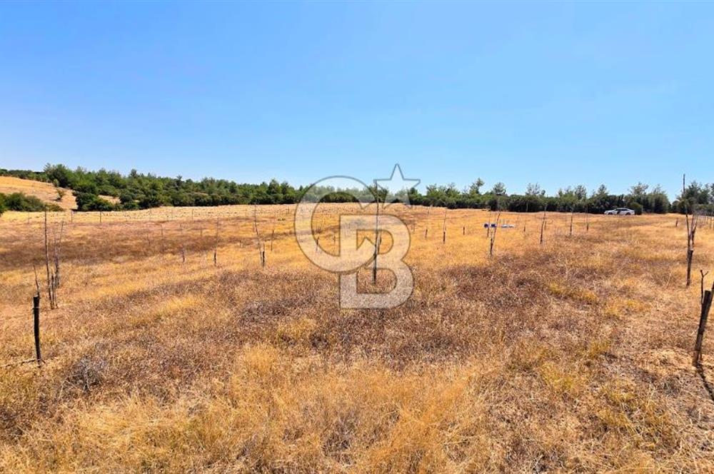 Uşak Büyükkayalı'da 4006 M² Tel Örgü İle Çevrili Satılık Arazi