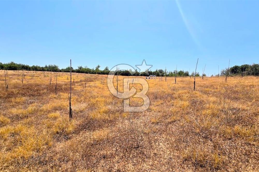 Uşak Büyükkayalı'da 4006 M² Tel Örgü İle Çevrili Satılık Arazi