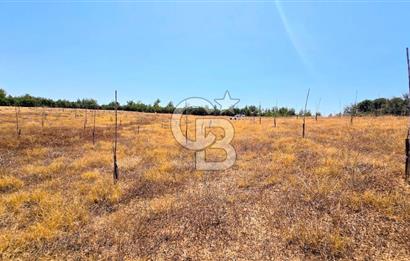 Uşak Büyükkayalı'da 4006 M² Tel Örgü İle Çevrili Satılık Arazi