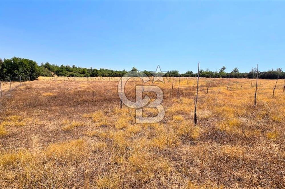 Uşak Büyükkayalı'da 4006 M² Tel Örgü İle Çevrili Satılık Arazi
