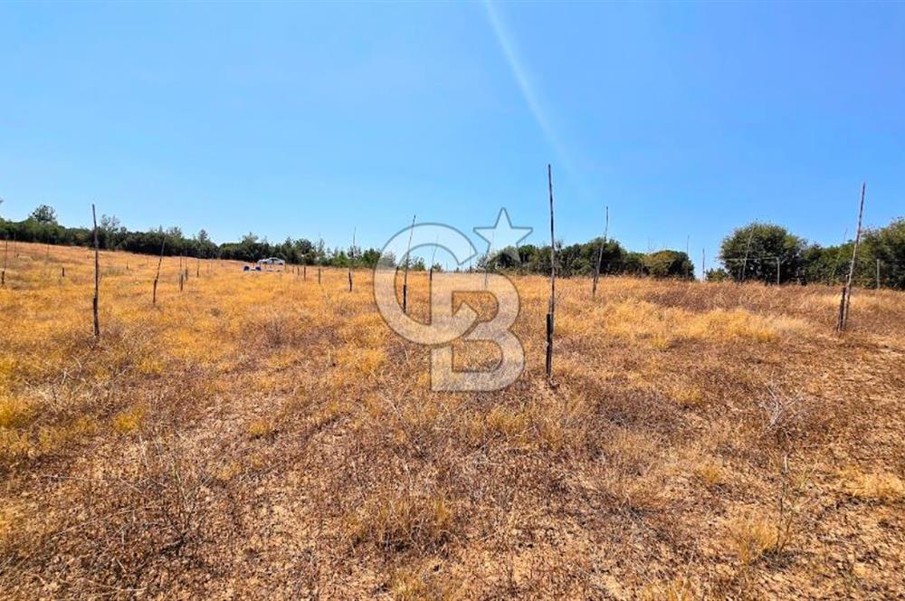 Uşak Büyükkayalı'da 4006 M² Tel Örgü İle Çevrili Satılık Arazi