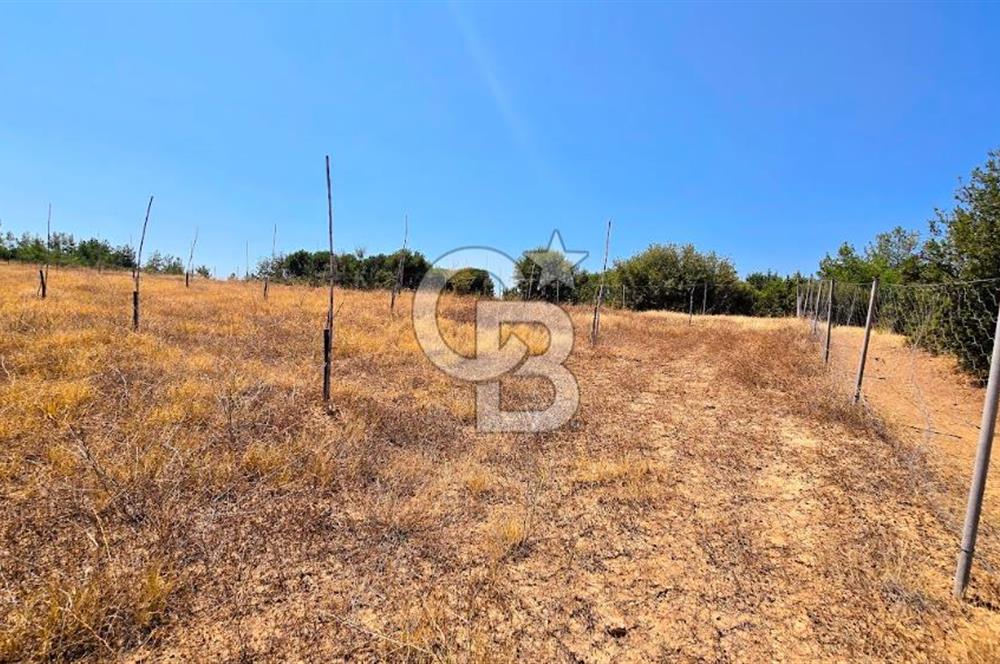 Uşak Büyükkayalı'da 4006 M² Tel Örgü İle Çevrili Satılık Arazi