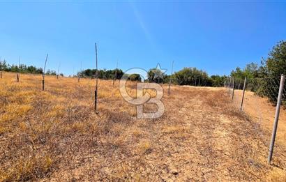 Uşak Büyükkayalı'da 4006 M² Tel Örgü İle Çevrili Satılık Arazi