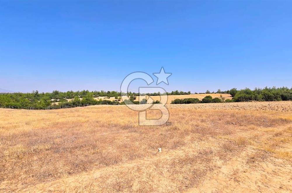 Uşak Büyükkayalı'da 4006 M² Tel Örgü İle Çevrili Satılık Arazi