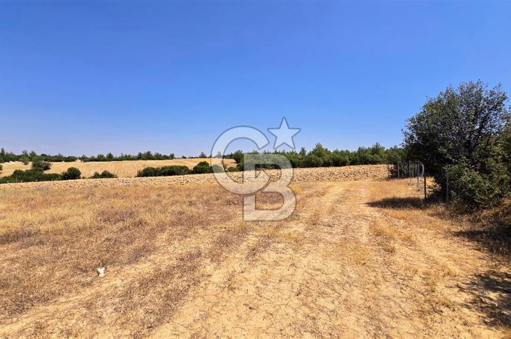 Uşak Büyükkayalı'da 4006 M² Tel Örgü İle Çevrili Satılık Arazi
