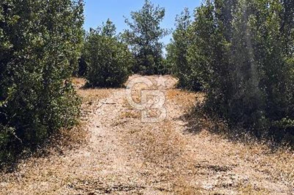 Uşak Büyükkayalı'da 4006 M² Tel Örgü İle Çevrili Satılık Arazi