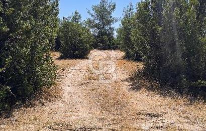 Uşak Büyükkayalı'da 4006 M² Tel Örgü İle Çevrili Satılık Arazi