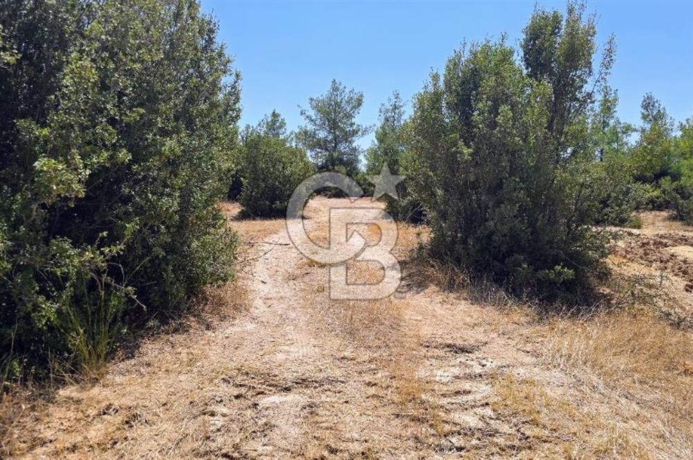 Uşak Büyükkayalı'da 4006 M² Tel Örgü İle Çevrili Satılık Arazi