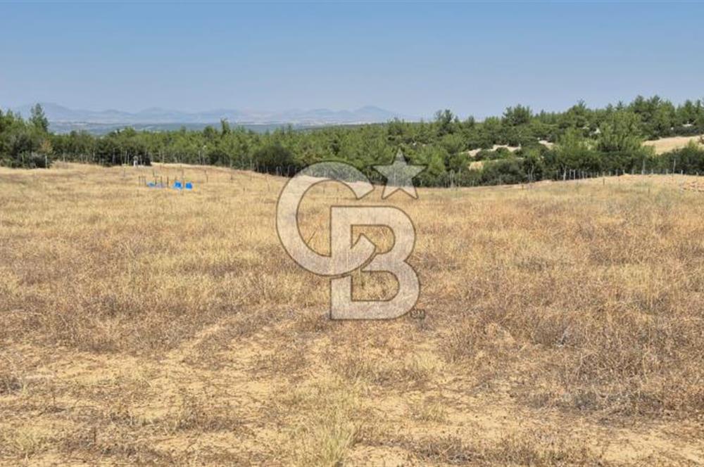 Uşak Büyükkayalı'da 4006 M² Tel Örgü İle Çevrili Satılık Arazi