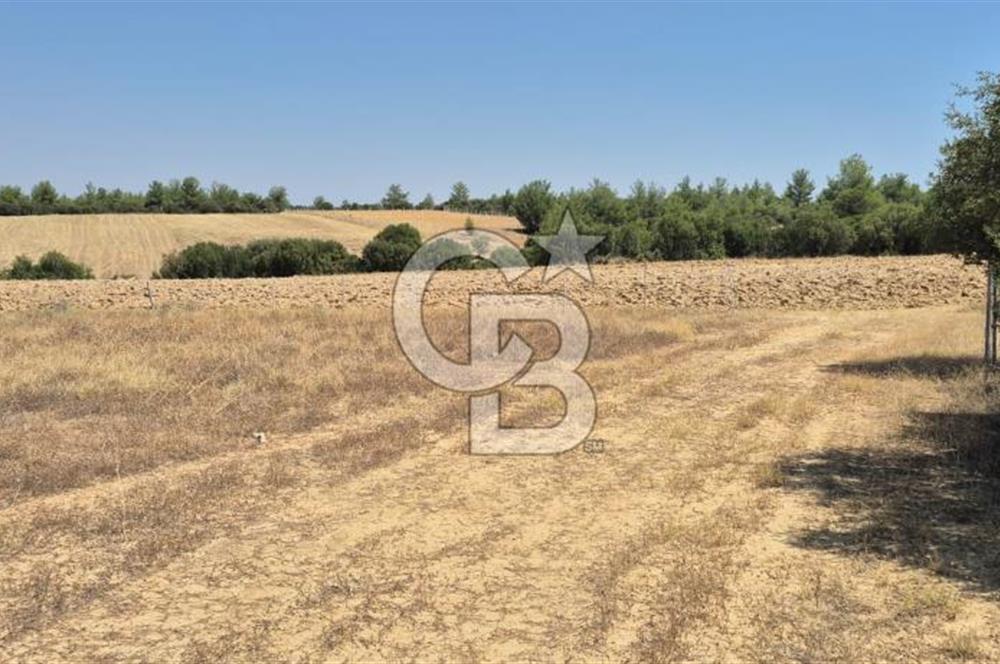 Uşak Büyükkayalı'da 4006 M² Tel Örgü İle Çevrili Satılık Arazi