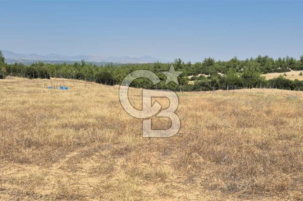 Uşak Büyükkayalı'da 4006 M² Tel Örgü İle Çevrili Satılık Arazi