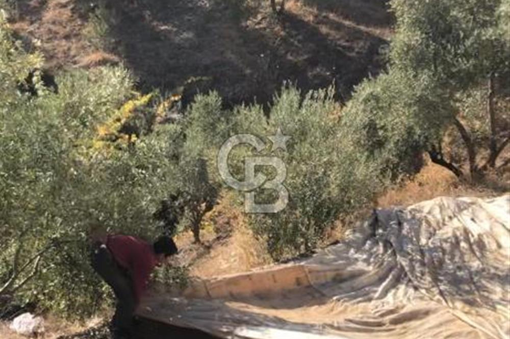 Aydın,Bozdoğan'da Satılık Zeytinlik