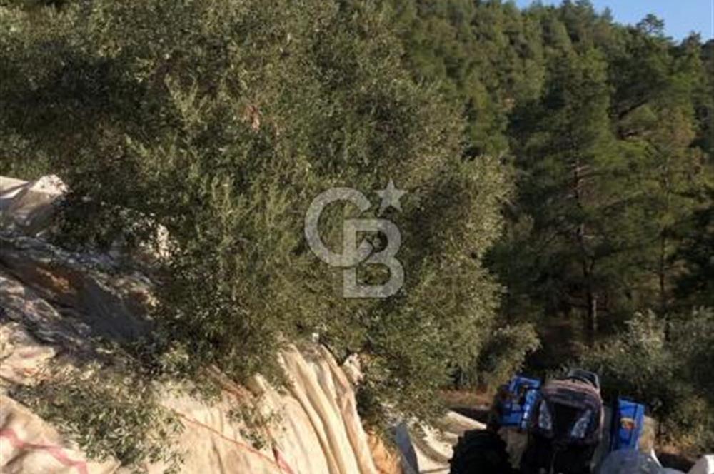 Aydın,Bozdoğan'da Satılık Zeytinlik