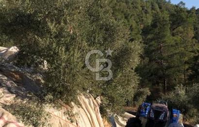 Aydın,Bozdoğan'da Satılık Zeytinlik