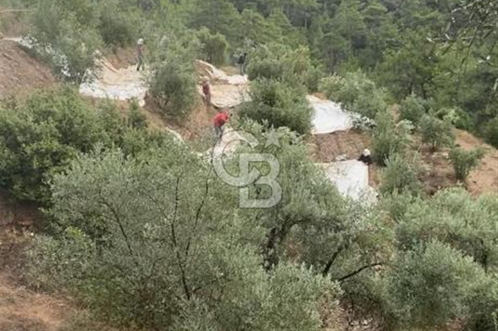 Aydın,Bozdoğan'da Satılık Zeytinlik