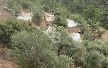 Aydın,Bozdoğan'da Satılık Zeytinlik