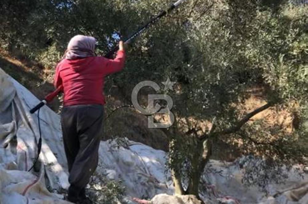 Aydın,Bozdoğan'da Satılık Zeytinlik