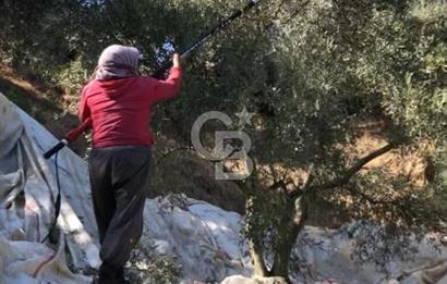 Aydın,Bozdoğan'da Satılık Zeytinlik