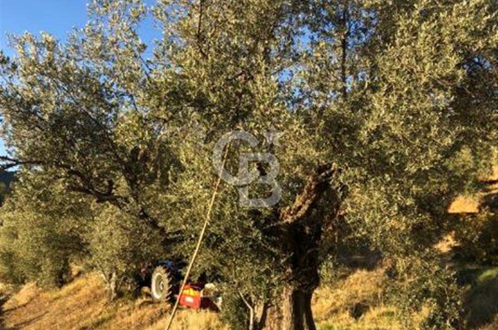 Aydın,Bozdoğan'da Satılık Zeytinlik