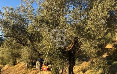 Aydın,Bozdoğan'da Satılık Zeytinlik