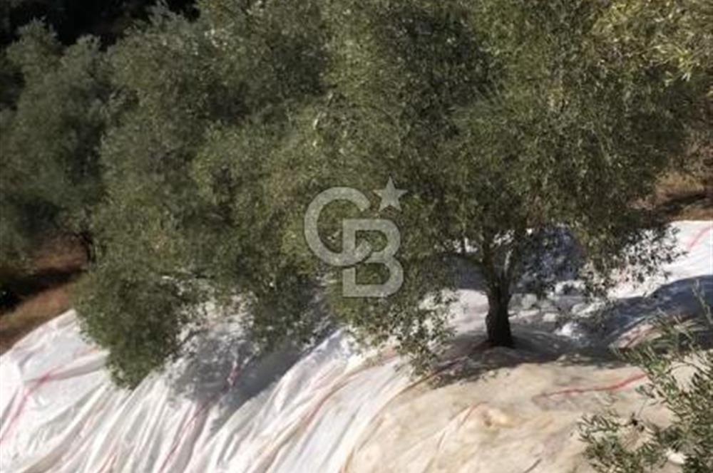 Aydın,Bozdoğan'da Satılık Zeytinlik