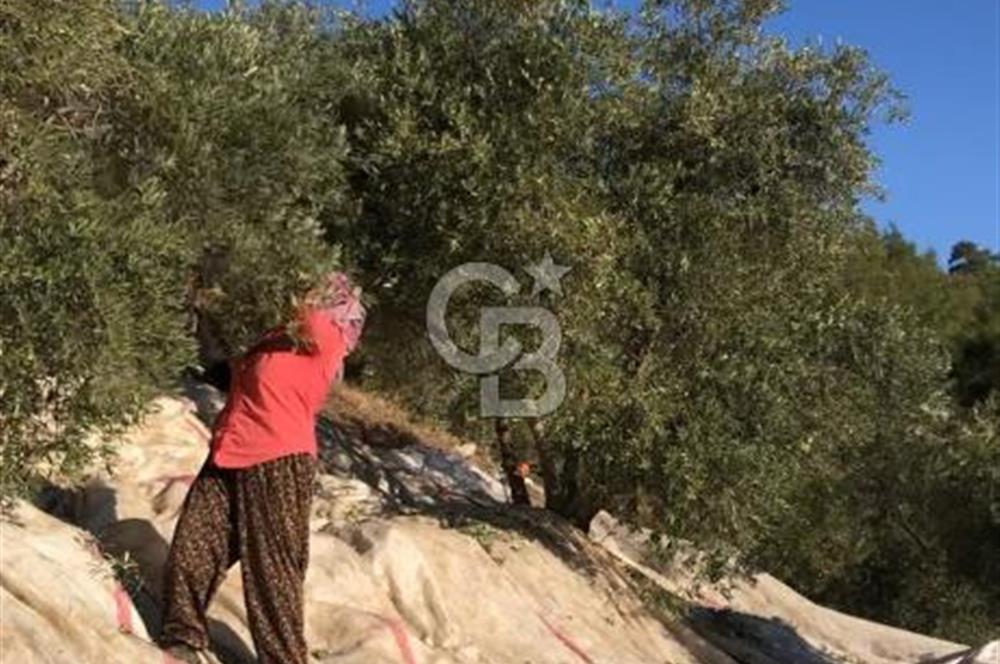 Aydın,Bozdoğan'da Satılık Zeytinlik