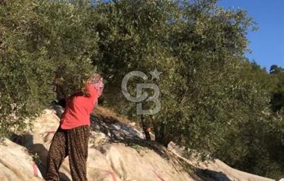 Aydın,Bozdoğan'da Satılık Zeytinlik