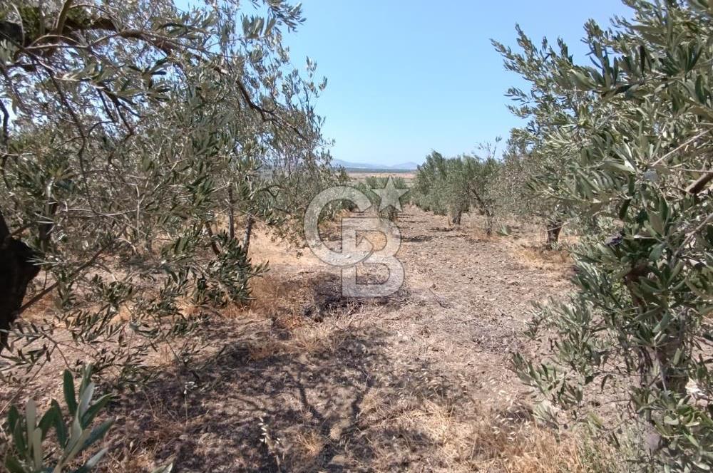 ÇANDARLI LİMAN YAKINI 6.503 m² YATIRIMLIK ZEYTİNLİK FIRSATI