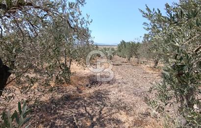 ÇANDARLI LİMAN YAKINI 6.503 m² YATIRIMLIK ZEYTİNLİK FIRSATI