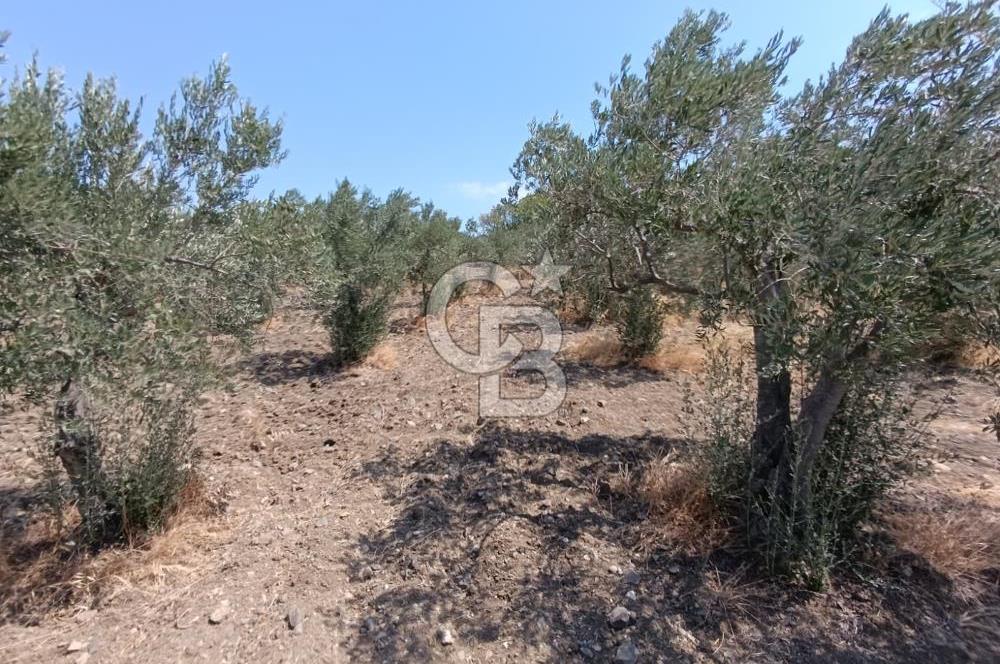 ÇANDARLI LİMAN YAKINI 6.503 m² YATIRIMLIK ZEYTİNLİK FIRSATI