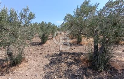 ÇANDARLI LİMAN YAKINI 6.503 m² YATIRIMLIK ZEYTİNLİK FIRSATI