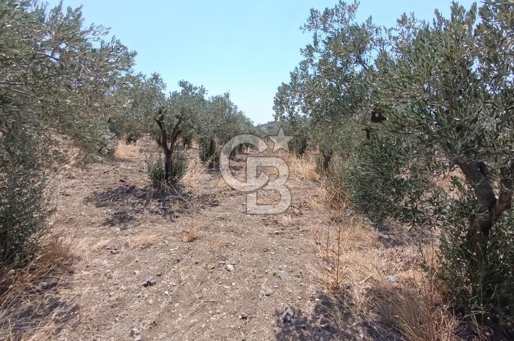 ÇANDARLI LİMAN YAKINI 6.503 m² YATIRIMLIK ZEYTİNLİK FIRSATI