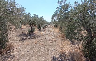 ÇANDARLI LİMAN YAKINI 6.503 m² YATIRIMLIK ZEYTİNLİK FIRSATI