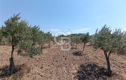ÇANDARLI LİMAN YAKINI 6.503 m² YATIRIMLIK ZEYTİNLİK FIRSATI