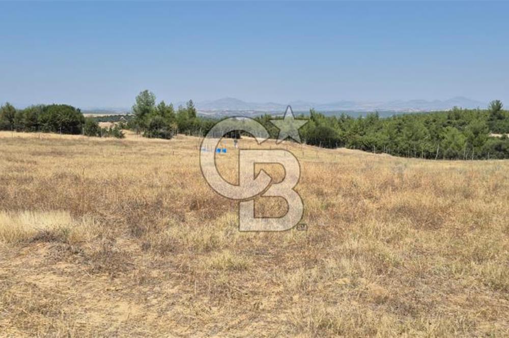 Uşak Büyükkayalı'da 4006 M² Tel Örgü İle Çevrili Satılık Arazi
