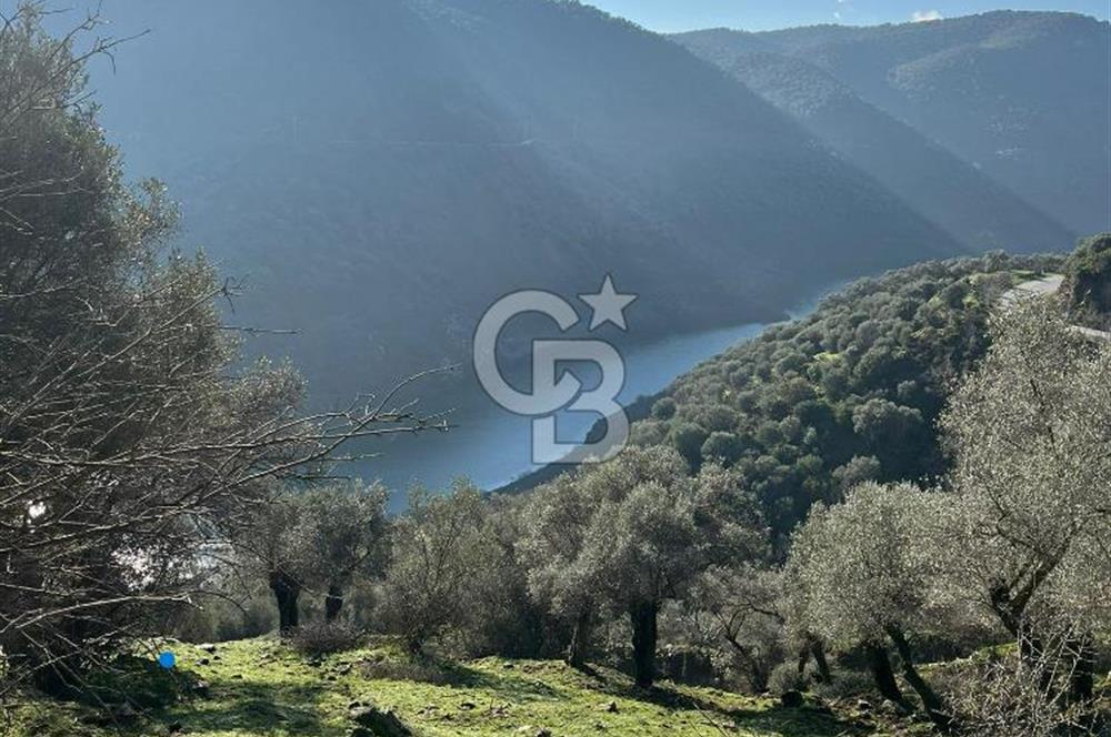 Bayındır Çenikler'de Satılık Muhteşem Zeytinlik !!!