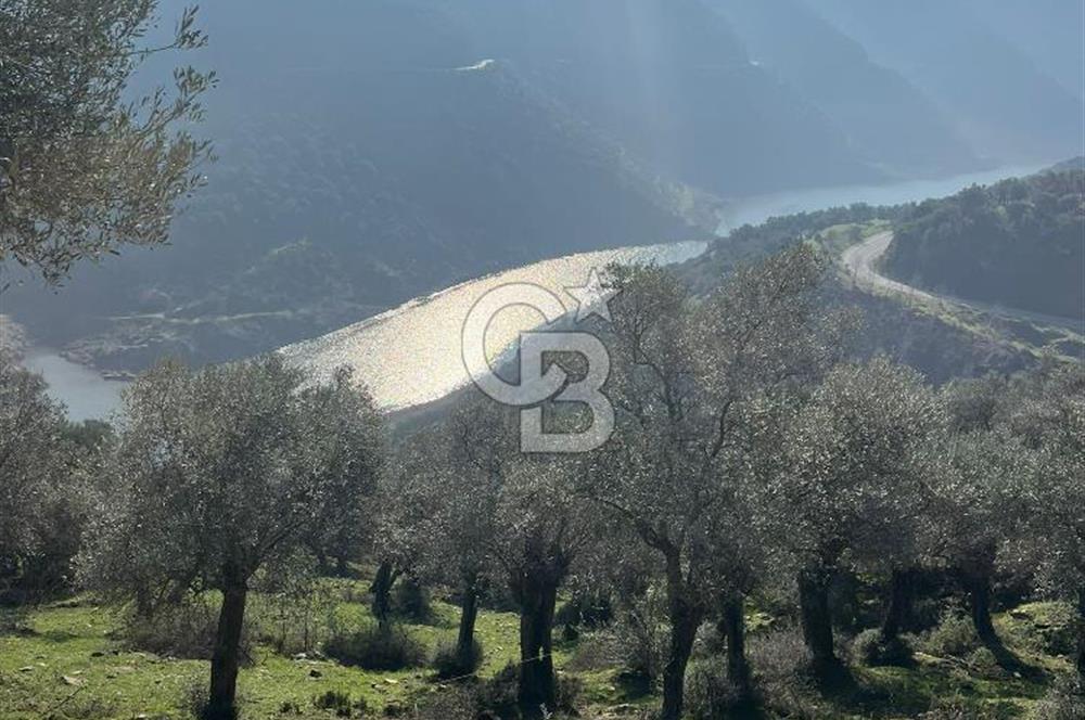 Bayındır Çenikler'de Satılık Muhteşem Zeytinlik !!!