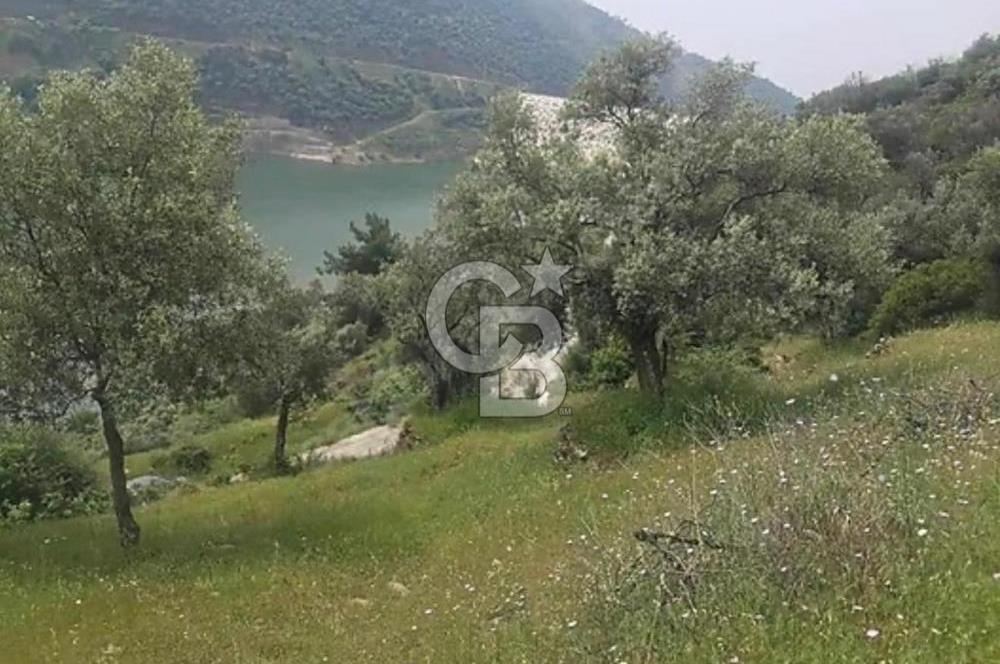 Bayındır / Zeytinova'da Satılık Çift Yola Cepheli Zeytinlik !!!