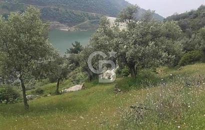 Bayındır / Zeytinova'da Satılık Çift Yola Cepheli Zeytinlik !!!