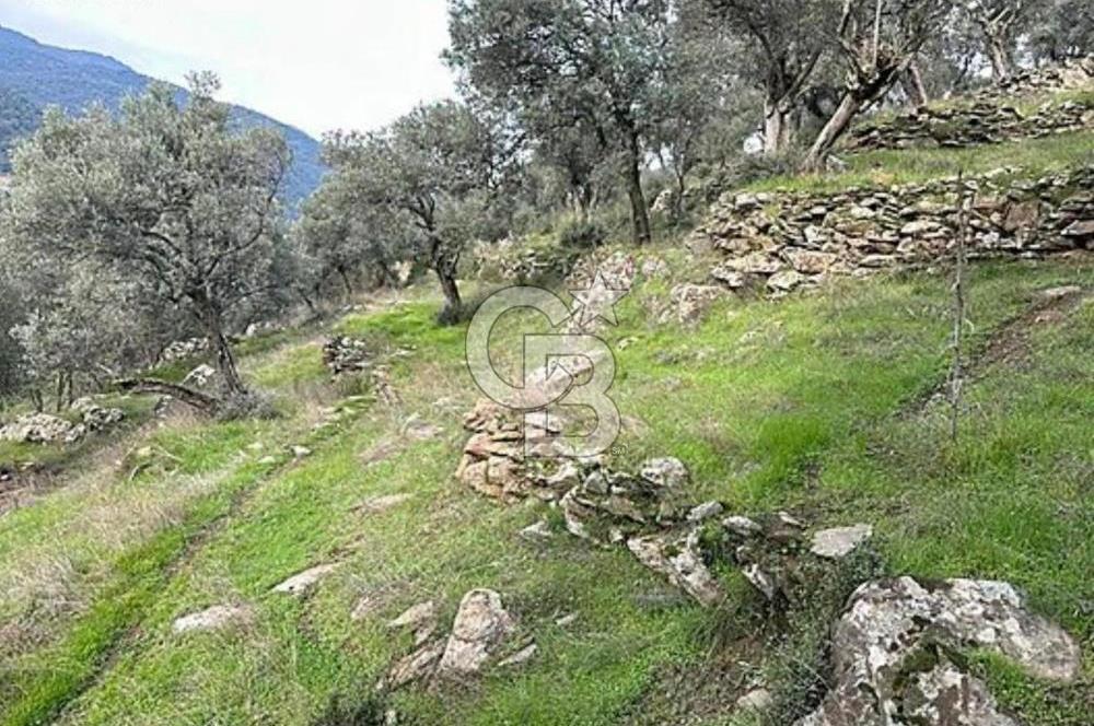 Bayındır / Zeytinova'da Satılık Çift Yola Cepheli Zeytinlik !!!