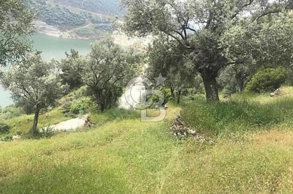 Bayındır / Zeytinova'da Satılık Çift Yola Cepheli Zeytinlik !!!