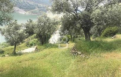 Bayındır / Zeytinova'da Satılık Çift Yola Cepheli Zeytinlik !!!